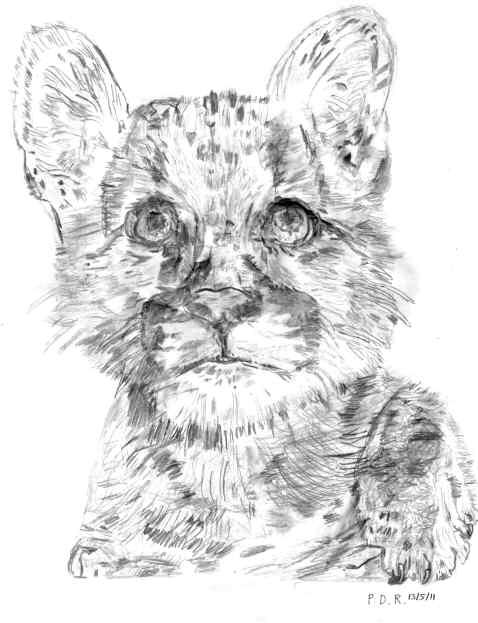 Baby Mountain Lion Drawing by Paul Rance