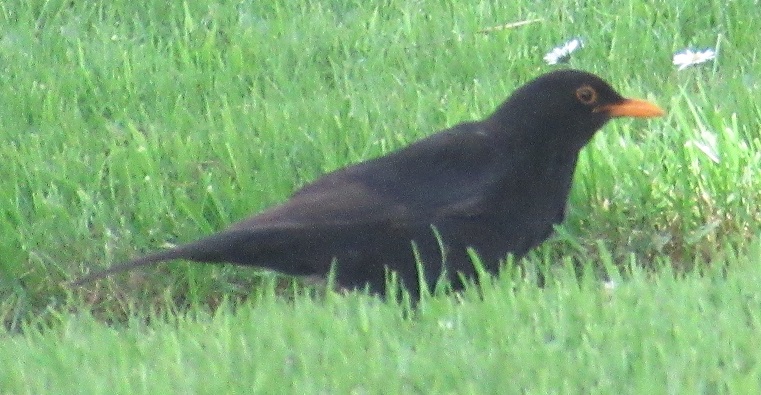 Blackbird in Crowland, Lincolnshire