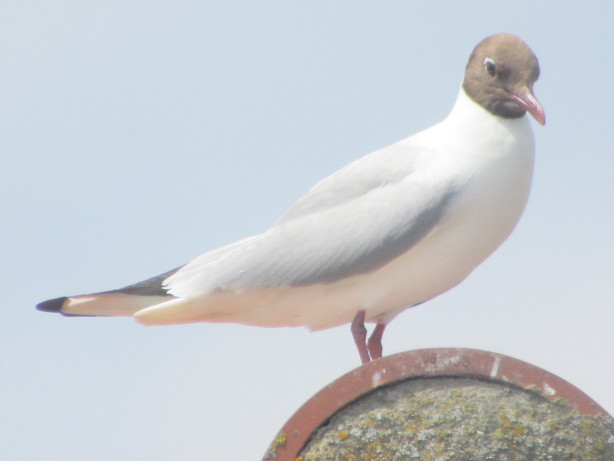 Black-headed gull in Crowland, Lincolnshire