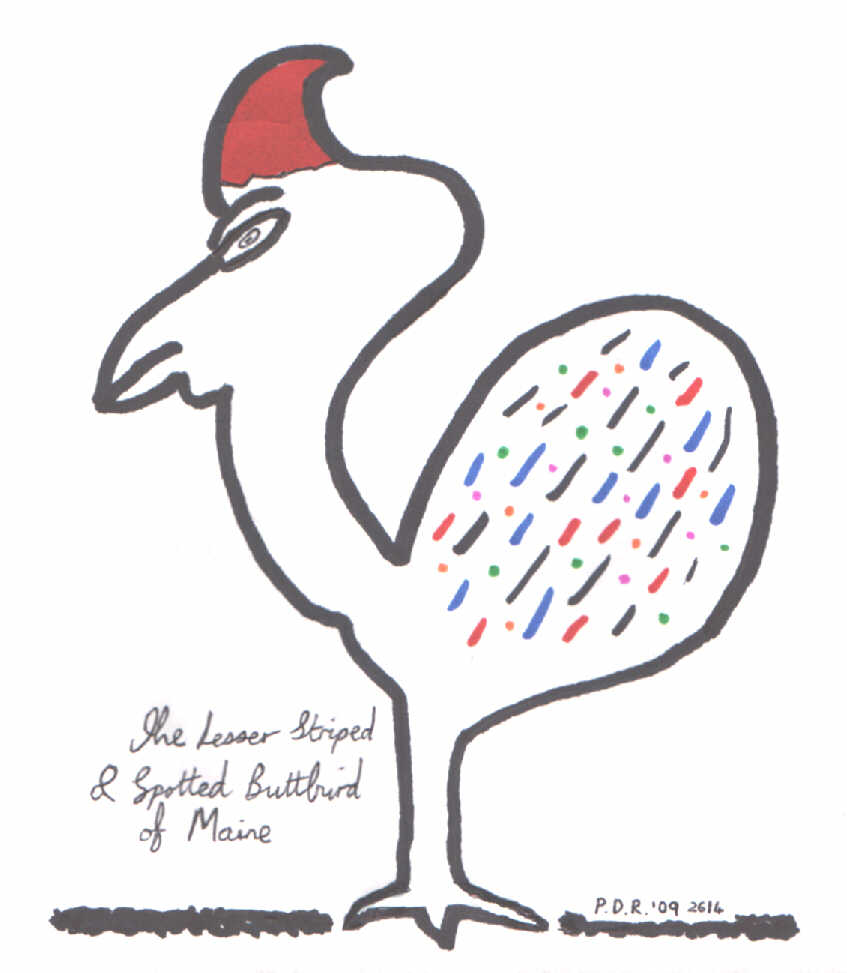 Buttbird Illustration by Paul Rance