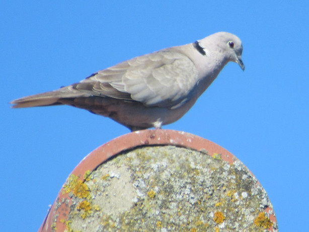 A collared dove in Crowland, Lincolnshire
