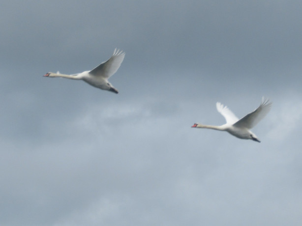 Swans flying over the River Welland in Crowland, Lincolnshire