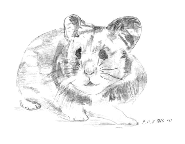 Golden Hamster Drawing by Paul Rance
