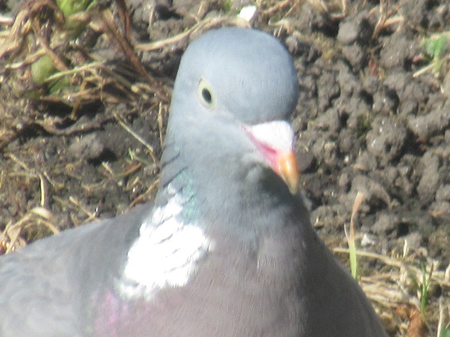 Perky Crowland pigeon