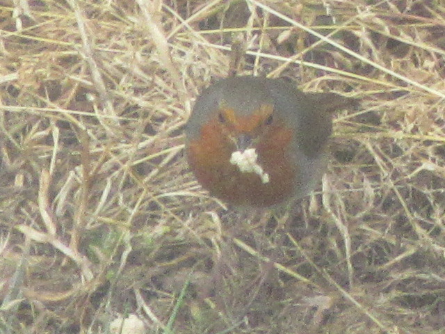 Robin eating in Crowland