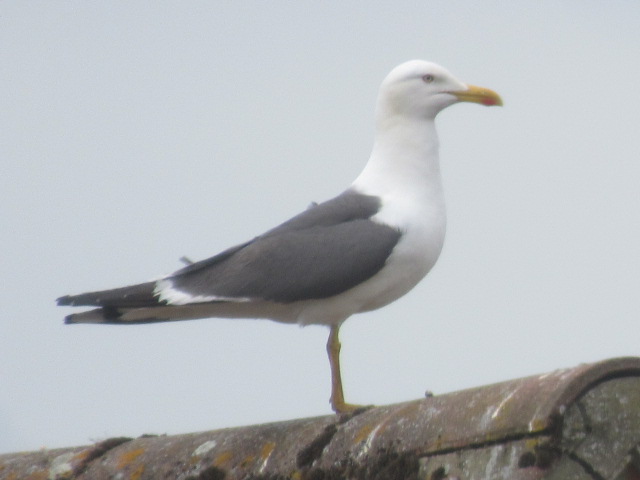 Seagull in Crowland