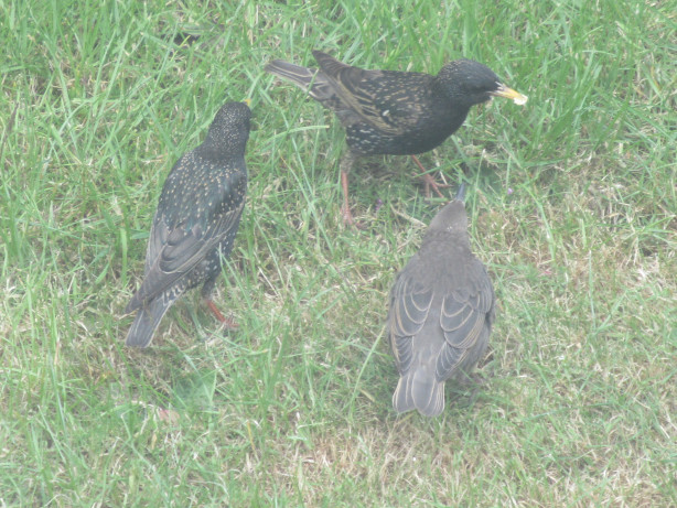 Starling family in Crowland, Lincolnshire