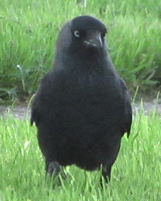 Young Crowland jackdaw